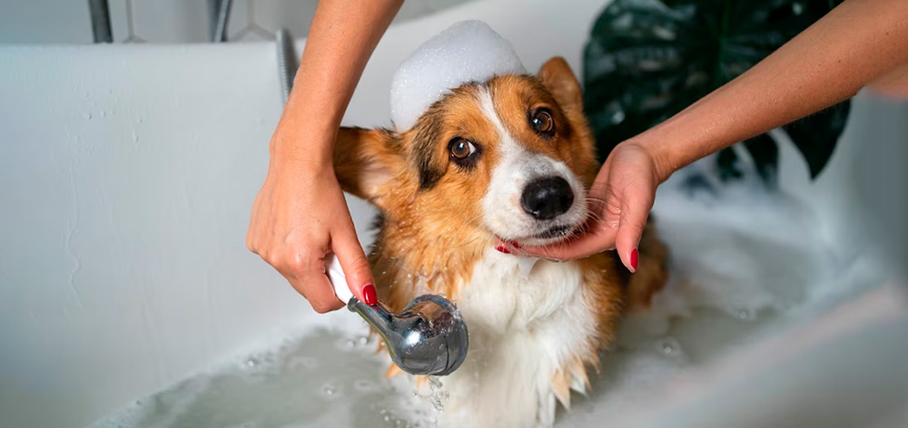 Descubre cómo bañar a tu perro en tu departamento