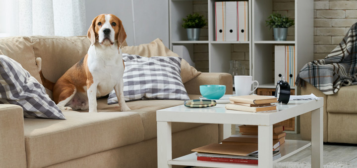 5 razas de perro ideales para quienes viven en un departamento